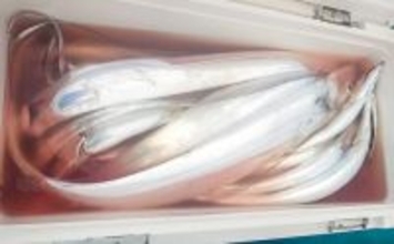 リレー便でタチウオ11匹＆良型アジ15匹を手中【静岡・わし丸】台風明けの海で好スタート