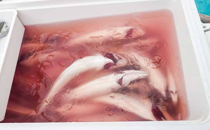 リレー便でタチウオ11匹＆良型アジ15匹を手中【静岡・わし丸】台風明けの海で好スタート