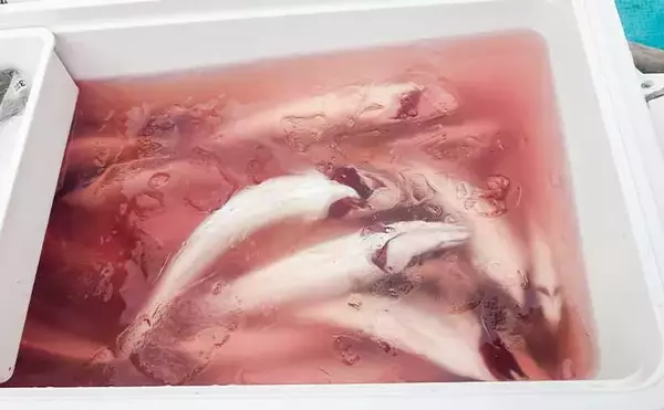 「リレー便でタチウオ11匹＆良型アジ15匹を手中【静岡・わし丸】台風明けの海で好スタート」の画像