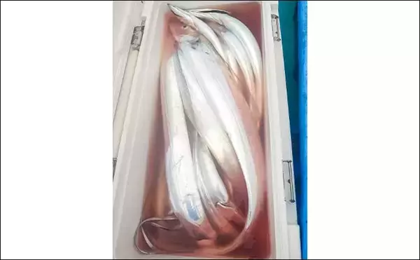 「リレー便でタチウオ11匹＆良型アジ15匹を手中【静岡・わし丸】台風明けの海で好スタート」の画像