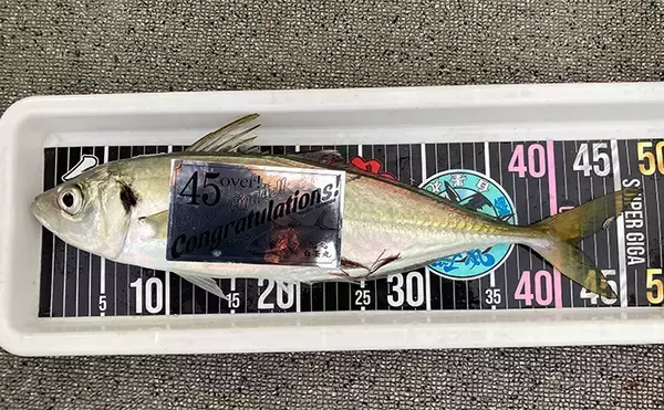 「47cmギガアジ堂々浮上！【大阪】DEEPバチコンアジングで大型アジが船中連発」の画像