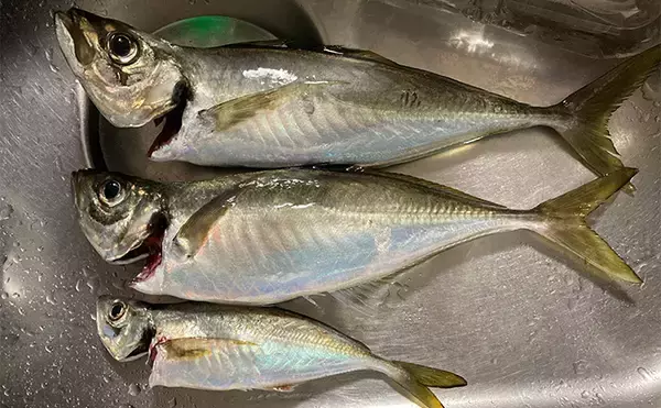 「47cmギガアジ堂々浮上！【大阪】DEEPバチコンアジングで大型アジが船中連発」の画像