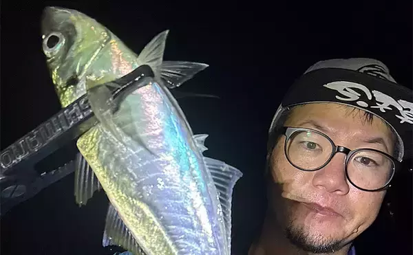 アジングで31cm頭に良型アジ2桁釣果【熊本・天草】キャロとジグ単の使い分けで速い潮流を攻略