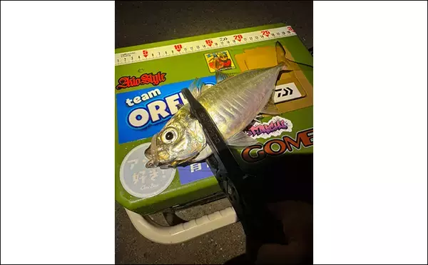 「アジングで31cm頭に良型アジ2桁釣果【熊本・天草】キャロとジグ単の使い分けで速い潮流を攻略」の画像