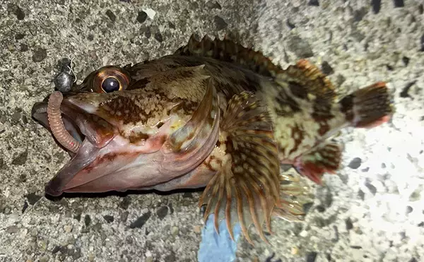 「イカ臭いワームでボウズ逃れ！」爆風ライトゲームでアジ不発もカサゴに癒される