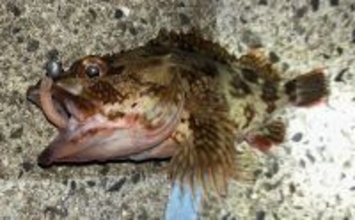 「イカ臭いワームでボウズ逃れ！」爆風ライトゲームでアジ不発もカサゴに癒される