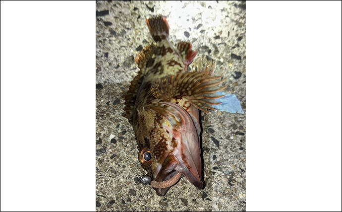 「イカ臭いワームでボウズ逃れ！」爆風ライトゲームでアジ不発もカサゴに癒される