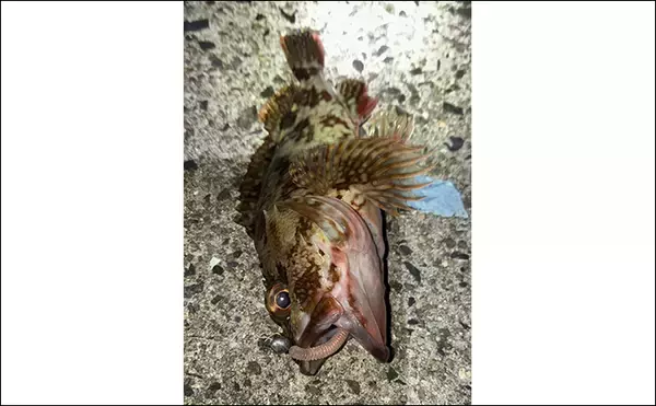 「「イカ臭いワームでボウズ逃れ！」爆風ライトゲームでアジ不発もカサゴに癒される」の画像