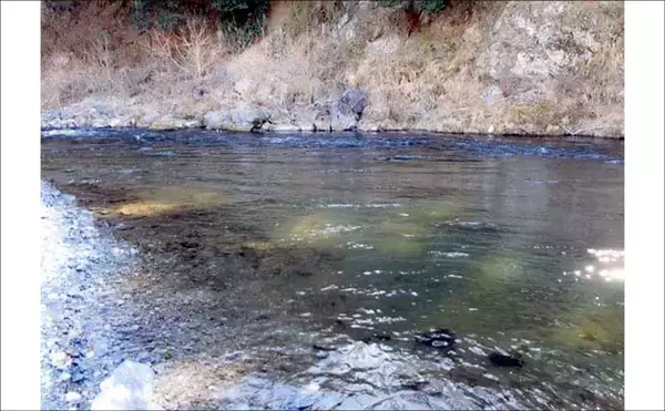 「奥多摩川の渓流釣り解禁！　本支流の放流ポイント＆狙い場まとめ【東京都】」の画像