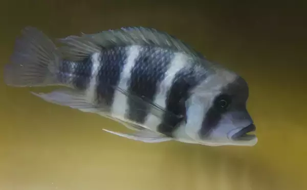 「他魚の鱗を食べる魚の不思議な生態　鱗食の理由は他にエサがないから？」の画像