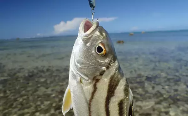 「他魚の鱗を食べる魚の不思議な生態　鱗食の理由は他にエサがないから？」の画像