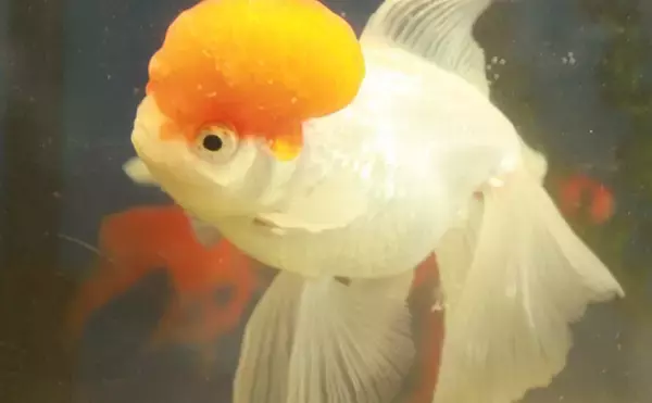 「他魚の鱗を食べる魚の不思議な生態　鱗食の理由は他にエサがないから？」の画像