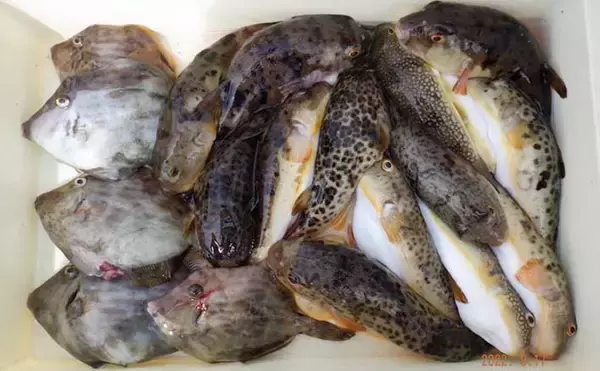 今週の『船釣り情報』特選釣果　エサ取り名人「カワハギ＆フグ」と勝負