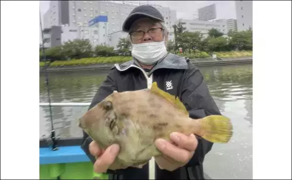 「今週の『船釣り情報』特選釣果　エサ取り名人「カワハギ＆フグ」と勝負」の画像