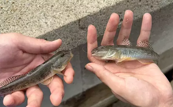 「「初心者も型・数共に大満足！」 盛期迎えたハゼ釣りで16cm頭に20匹【大阪】」の画像