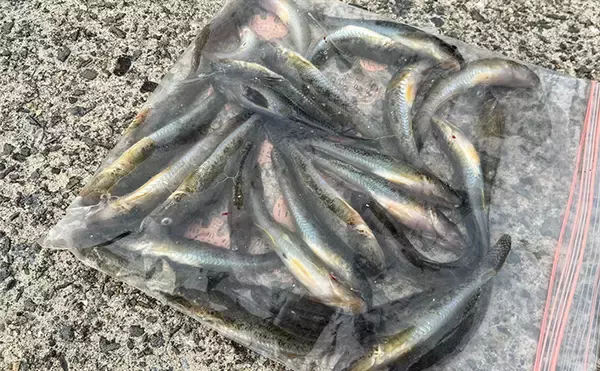 「「初心者も型・数共に大満足！」 盛期迎えたハゼ釣りで16cm頭に20匹【大阪】」の画像