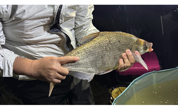 こっそり増える不気味な外来魚『ダントウボウ』　なぜ日本にいるの？