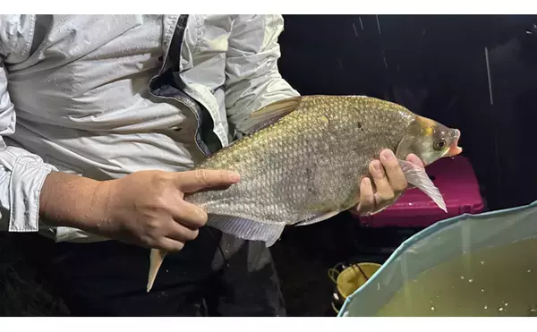 こっそり増える不気味な外来魚『ダントウボウ』　なぜ日本にいるの？