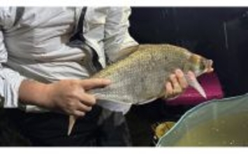 こっそり増える不気味な外来魚『ダントウボウ』　なぜ日本にいるの？