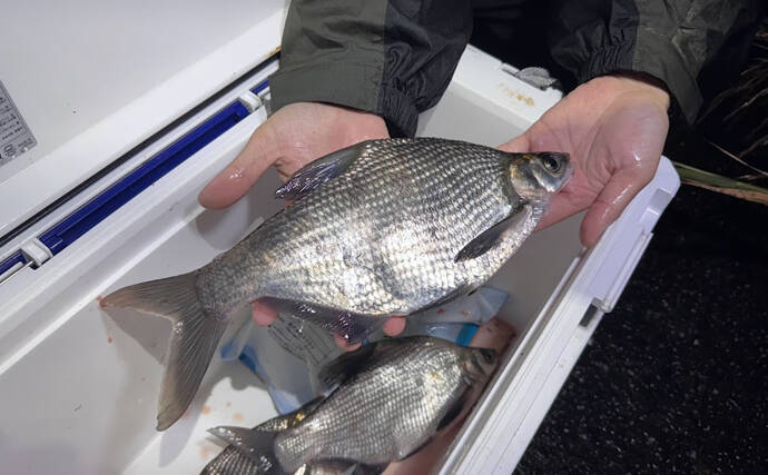 こっそり増える不気味な外来魚『ダントウボウ』　なぜ日本にいるの？