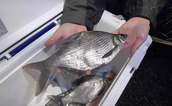 「こっそり増える不気味な外来魚『ダントウボウ』　なぜ日本にいるの？」の画像