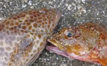 南伊勢エリアのライトソルトゲームで20目達成！【三重】オオモンハタやギンガメアジが爆釣