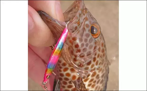 「南伊勢エリアのライトソルトゲームで20目達成！【三重】オオモンハタやギンガメアジが爆釣」の画像