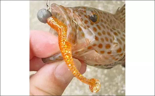 「南伊勢エリアのライトソルトゲームで20目達成！【三重】オオモンハタやギンガメアジが爆釣」の画像