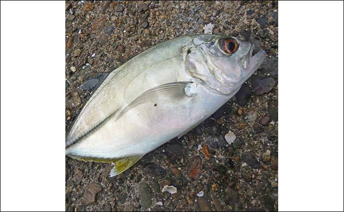 南伊勢エリアのライトソルトゲームで20目達成！【三重】オオモンハタやギンガメアジが爆釣