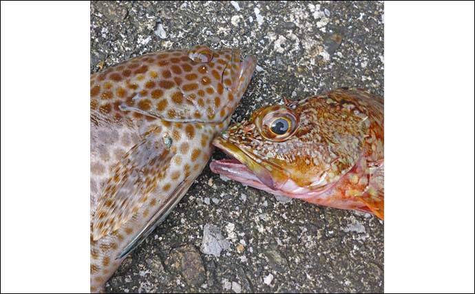 南伊勢エリアのライトソルトゲームで20目達成！【三重】オオモンハタやギンガメアジが爆釣