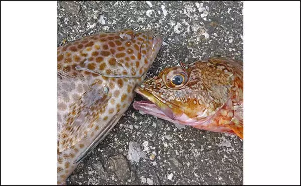 「南伊勢エリアのライトソルトゲームで20目達成！【三重】オオモンハタやギンガメアジが爆釣」の画像