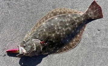 豊橋サーフルアーフィッシングでヒラメ40cm級2匹キャッチ！【愛知】短時間の時合いを攻略