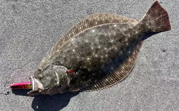 豊橋サーフルアーフィッシングでヒラメ40cm級2匹キャッチ！【愛知】短時間の時合いを攻略