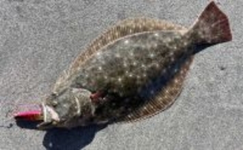 豊橋サーフルアーフィッシングでヒラメ40cm級2匹キャッチ！【愛知】短時間の時合いを攻略