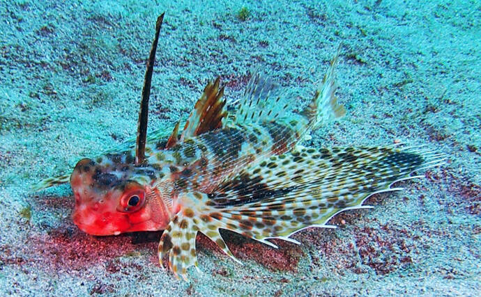 「間違えがち！」 見た目はめちゃくちゃ似てるのに実は【縁遠い】魚たち