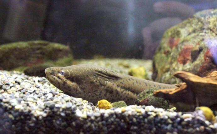 「間違えがち！」 見た目はめちゃくちゃ似てるのに実は【縁遠い】魚たち