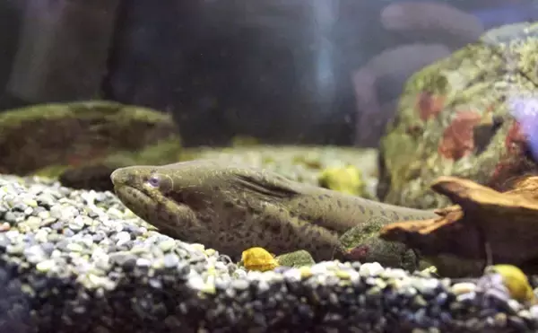 「「間違えがち！」 見た目はめちゃくちゃ似てるのに実は【縁遠い】魚たち」の画像