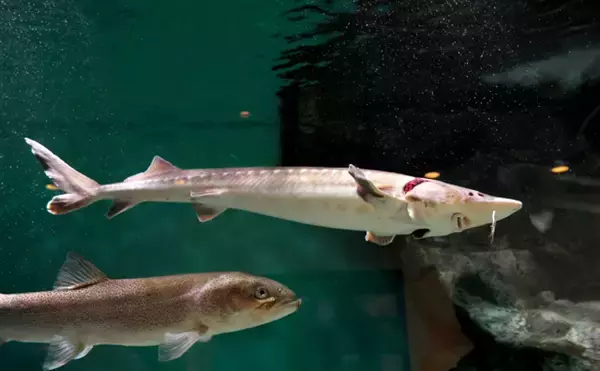 「「間違えがち！」 見た目はめちゃくちゃ似てるのに実は【縁遠い】魚たち」の画像