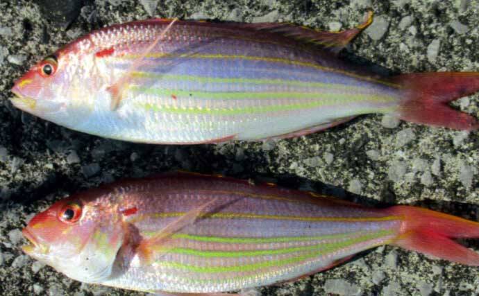 波止での投げ釣りで38cmマダイに20cm超えキスを手中！【鷹島・長崎】