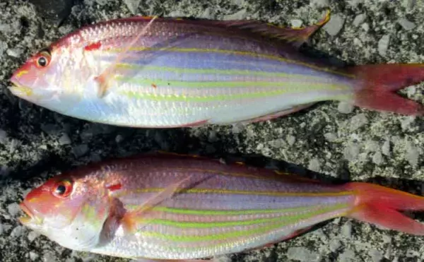 「波止での投げ釣りで38cmマダイに20cm超えキスを手中！【鷹島・長崎】」の画像