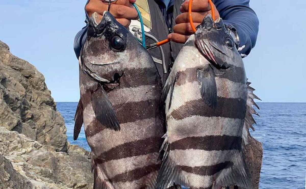 大分の磯で底物釣り満喫 エサ取りの猛攻に耐え本命イシダイ2尾手中 
