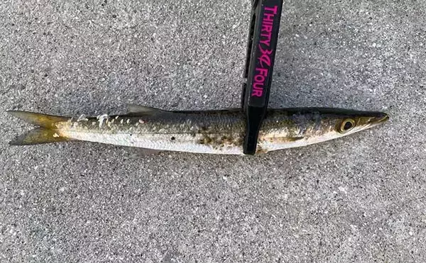 「メタル（金属）ルアー1種類のみでアジングに挑戦【熊本】 本命アジとの対面に成功」の画像