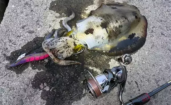 「陸っぱりエギングで800g頭にアオリイカ2杯【熊本・天草】 激流攻略法とは？」の画像