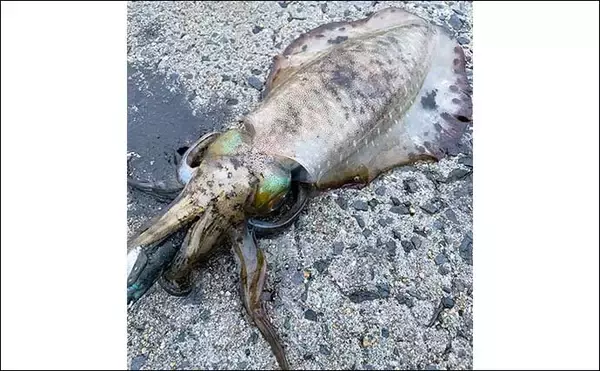 「陸っぱりエギングで800g頭にアオリイカ2杯【熊本・天草】 激流攻略法とは？」の画像