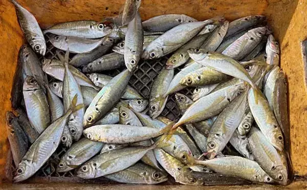 「伊勢湾エリアの泳がせ釣りでヒラメ4匹手中【三重】エサのアジも入れ食い」の画像