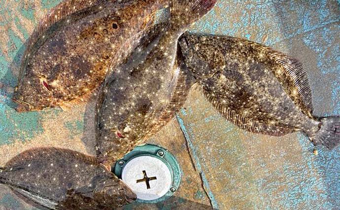 伊勢湾エリアの泳がせ釣りでヒラメ4匹手中【三重】エサのアジも入れ食い