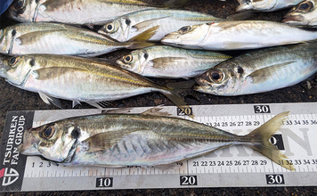 相浜港のサビキ釣りで30cm超えの良型アジが連発！【千葉】フカセ釣りではクロダイもヒット