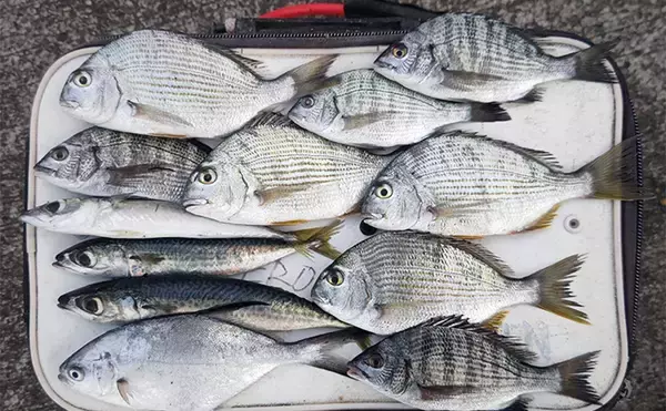 「相浜港のサビキ釣りで30cm超えの良型アジが連発！【千葉】フカセ釣りではクロダイもヒット」の画像