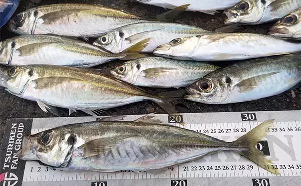 「相浜港のサビキ釣りで30cm超えの良型アジが連発！【千葉】フカセ釣りではクロダイもヒット」の画像