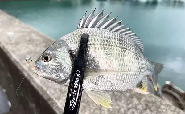 中紀エリアのライトゲームでキビレにアジにアオリイカと多彩！【和歌山】